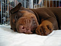 Unaven� doberman
